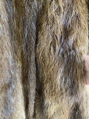 Sperber Argentina Golden Nutria Shades of Brown Fur Coat Shoulder Pads SZ M – L