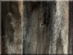 NATURAL RANCH MINK COAT JOSEPH PALANKER & SONS 54 INCHES LONG $9500.00 APPRAISAL