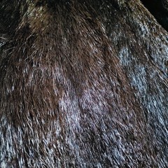 0713 Genuine Real beaver nutria Fur Long Coat Vintage Women Brown L