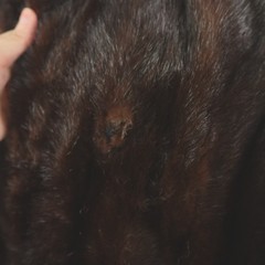 Vintage Umpa Dark Ranch Mink Coat Brown Mid Length Flawed For Repair
