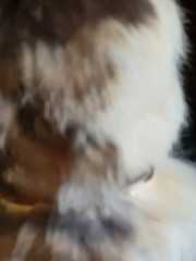 VINTAGE FUR COATS (3) AS IS LOT