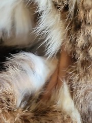 VINTAGE FUR COATS (3) AS IS LOT