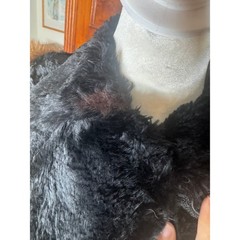 VTG 30s Sonnenfelds Black Sheared Lamb Red Fox Fur Coat Art Deco Hollywood S/M