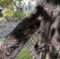 Black Persian lamb Fur Coat Vintage Sizes S/M Women’s 1940s 1950s
