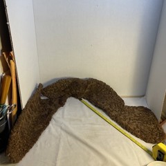 VTG Fur Curly Collar & Lapels Leather Back 37”around 6” Wide At Collar ,Unknown